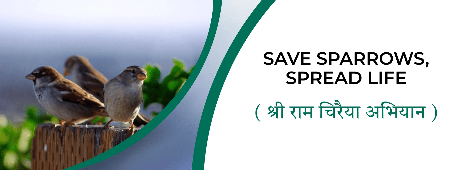 save-sparrows-header (1)